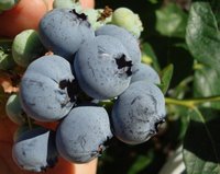 blueberries ripe for picking