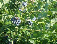 blueberries on the bushes at Blueberry Meadows